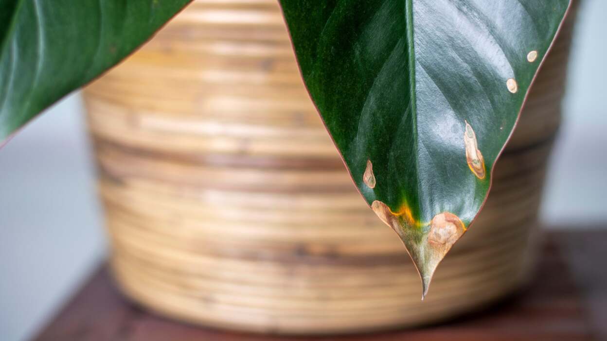 A houseplant with brown leaf tips.