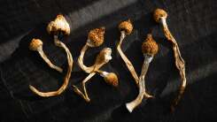 Dried hallucinogenic magic mushrooms