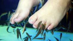 Fuck ‘Fish Pedicures’