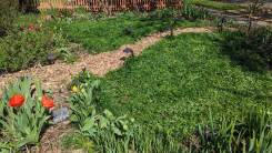 Eco lawn made of clover and fescue