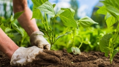 Gardener planting in garden 