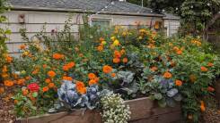 African marigolds in the garden