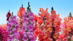 snapdragon flowers