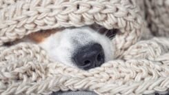 A dog's nose poking out from a wool blanket