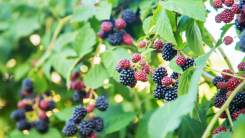 Blackberries in garden 