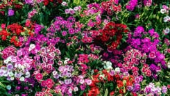 Dianthus in garden 