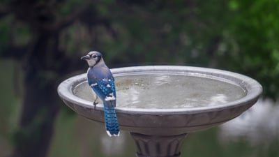 Bird bath 