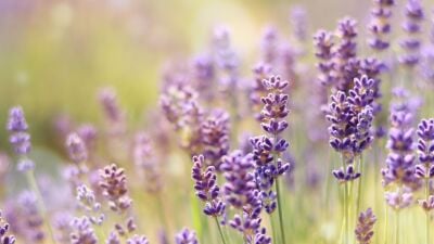 Lavender plants