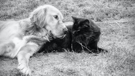 Golden retriever and black cat outside