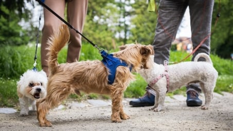 Dogs on leash greeting each other