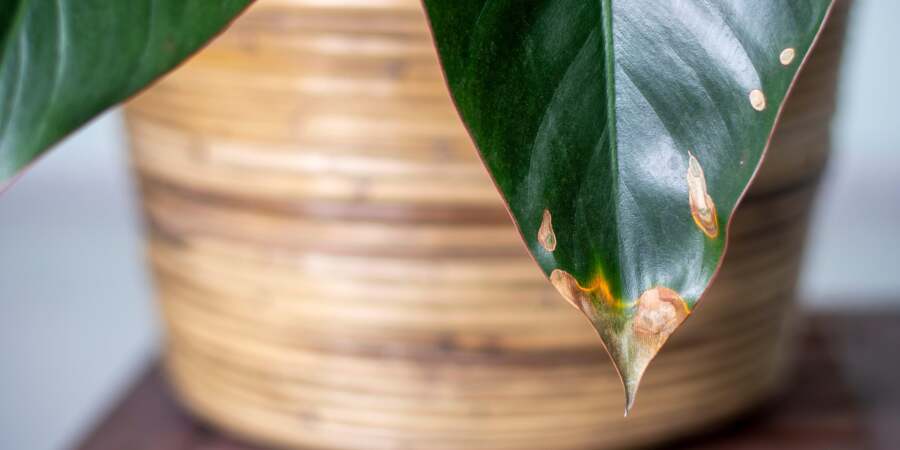 A houseplant with brown leaf tips.