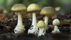 Death cap mushrooms. Do not eat.