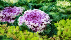 purple ornamental cabbage