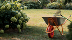 Wheelbarrow and rake in a garden