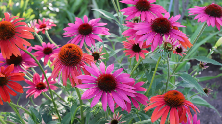 Red coneflower Cheyenne Spirit blooming in the summer